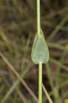 Largeleaf rose gentian